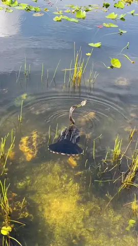 Spear fishing before it was cool @Everglades #nature #wildlife #everglades #florida #fyp #nationalpark