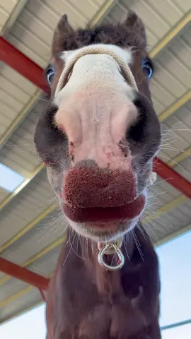 Your lipstick stain is a work of art💋#americanmustang #ridethebrand #horsesoftiktok #makeuponfleek #cutie #fyp #fypシ