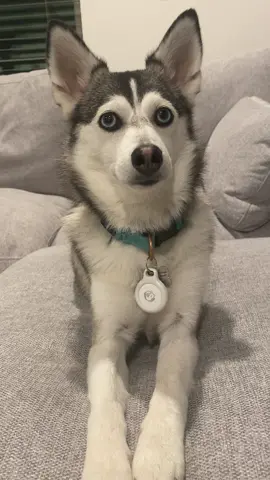 My baby dog 🐶 #dogsofttiktok #fyp #pomsky