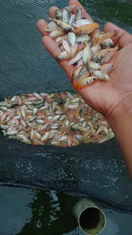 amis amisan gak papa ya dek 😁😁 penting oyee #fish