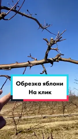 #сад #яблоня #груша #клик #сады #яблоки #дачасад #интенсивныйсад #урожай #обрезкаплодовых
