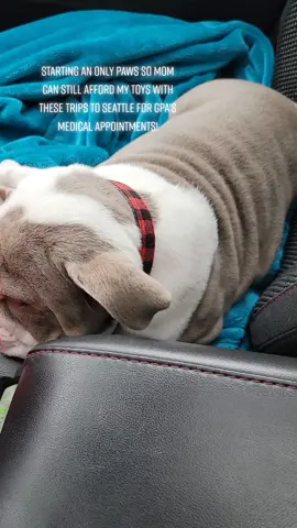 I started a Only Paws, now taking donations.  I love my toys too much for these gas prices. 🤣 #riskyg #onlypaws #foot #xyzbca #dog #puppiesoftiktok #fyp #puppylove #tiktok #englishbulldog #handsome #bingbong #AerieREAL #macysownyourstyle #SmoothLikeNitroPepsi 