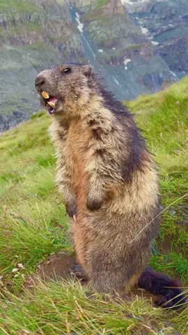 Is a beaver's voice beautiful or notهل صوت القندس جميل أم لا🤔