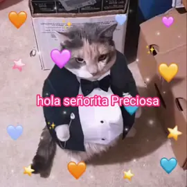 #Love #gatos #meme #viral #parati , todo te ira súper bien