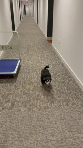 my dog ran into a wall