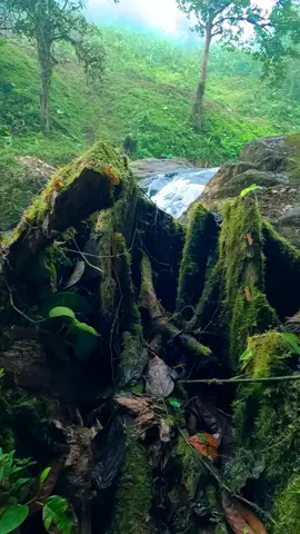 Beautiful place🌳 #fypシ #intinature #natureec #waterfall