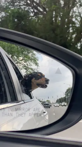 From rescue to adoption #dogsofttiktok #corememory