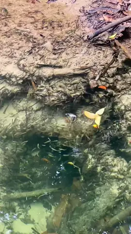 ปลาหัวหมุนติ๊ว ๆ เลยย ใครเคยเจอปรากฏการณ์น้ำวนบ้าง☺️ #น้ำตกหินเพิง #แดดลมฝน
