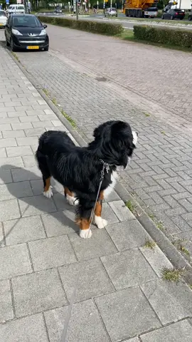 #fyp #foryou #berner #bernesemountaindog #dogs #dogsoftiktok #viral