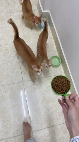 Ngày nào cũng dị 😂 #mèo #cats #vitaminmèo