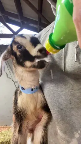 16 hours old! #fyp #viral #babygoats #bottlefeeding