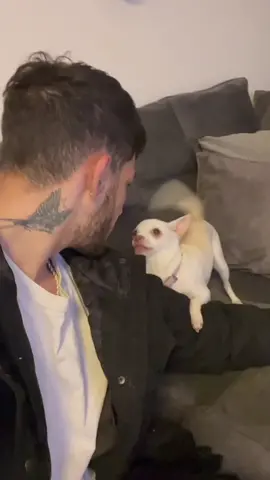 I feel a little uncomfortable🥴(להיה לנו רגע רומנטי לשבריר שנייה😂) #fyp #angrydog #chihuahua #dog #niki #mreviatar #nikiozeri