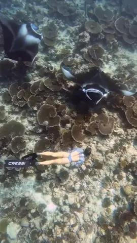 MANTA DIABLO 😳 // #viral #underwater #apnea #maldives #foryoupage #parati