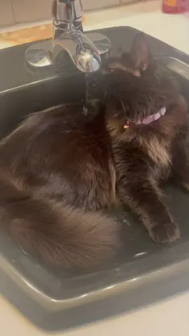 Who has Blender’s brain cell. She needs it back. #blackcat