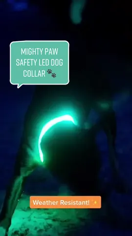 The perfect collar to keep you and your dog safe! 💯🐾🐶 #dog #dogsofttiktok #doglover #pet #PetsOfTikTok #fyp #petlover #mightypaw #... #fypシ #foryou