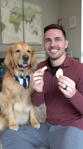 Round 1: Salmon vs Egg #Dog #TasteTournament #goldenretrieverlife