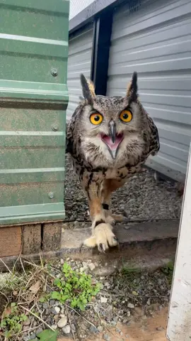 Wednesday the Eurasian Eagle Owl does seem to enjoy walking sometimes more then flying 🤣 some walking about while training today! Owls are nature’s living rodent traps and one big misconception is that they don’t see well in the daytime. Owls still see amazing during the day time. Wednesday will meet with a group tomorrow to help them learn all about owls! #walkthisway #walking #letsgoforawalk #goforawalk #walk #walkingonadream