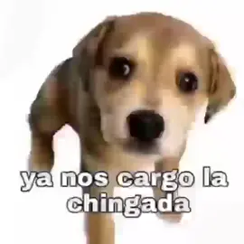 Yo en estos momentos #yanoscargolachingada #foryou #fyp #tiktok #meme #chistoso #perritos