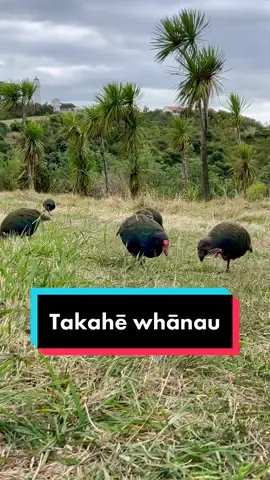 #takahe #endangeredspecies #tiritirimatangi #wildlife #birdsoftiktok #birds #nature #aotearoa #newzealand #lovenature #fyp #fypシ