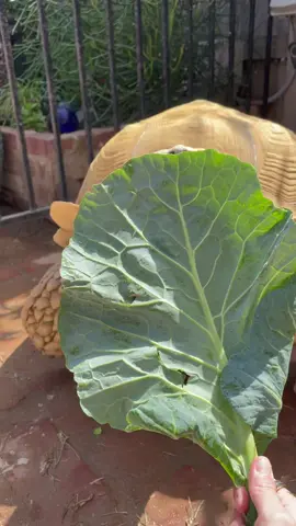 How many licks does it take to get to the center of a tootsie pop