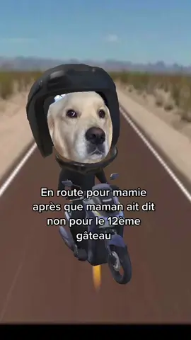 Mamie ne dit jamais non 😇 #pourtoi #foryou #goldenretriever #fyp