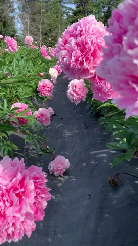 😍😍 #peony #alaskapeony #peonyfarm #peonies #peonytok #flowers #Summer #farm #alaska #fyp