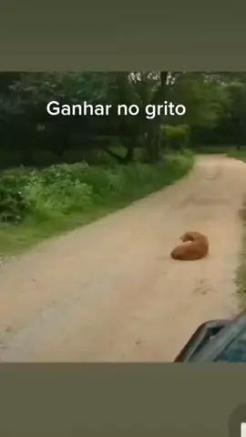 #cachorro espanta onça com muita bravura #fyp