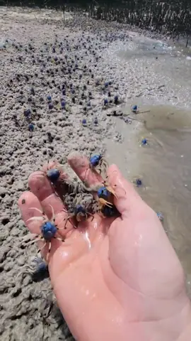 🧐 Soldier crabs are so awesome! These little guys form small army's that feed together on the sand flats at low tide. ..#letsripin #straya #downunder #soldiercrab #whatisthat #sandflats #fyp #getoutdoors