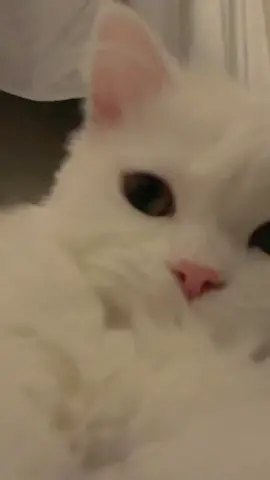 Come cuddle 🥰 #cat #fypシ