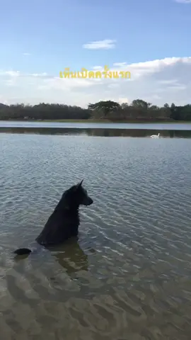 มาเล่นน้ำ เจอเป็ดครั้งแรก 🐾🦢 #น้องหมาน่ารัก #หมาดื้อ