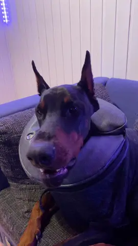 #foryou #fürdichseite #fypシ #viralvideo #fürdich #hund #dog #hundevideos #dogsofttiktok #trending