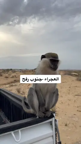 #ترابين_ولـنا_فـي_قـمة_الـمجد_رايـات #اكسبلور #بدومصر #البرث #مشاهير_تيك_توك #العجراء #العجراء_البرث #رفح #ترابين #الشارقة #اتحاد #النسناس