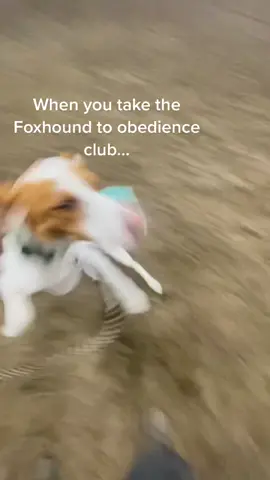 She is pretty cool 😍 #foxhound #dogtraineroftiktok #dogsoftiktok #competitionobedience #obedience