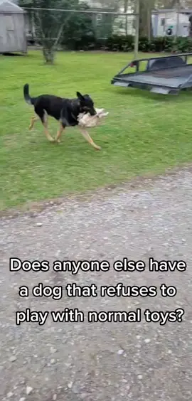 Joker is living up to his name. He's a mad man #germanshepherd #farmdog #Joker #cattle #ranching #DeserveADrPepperDuet       #OscarsAtHome #fypシ