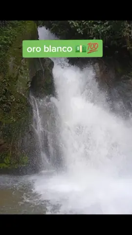 #justinserreñomx #elpatron #oroblanco😎 #cauca