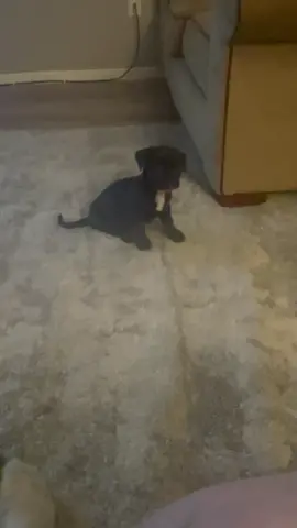 #funny #fyp #fypシ #dog #cat #attack #run #Love #sneak #sneakattack