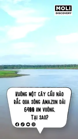Không một cây cầu nào bắc qua sông Amazon dài 6400 km vuông. Tại sao? #molidiscovery #molistar #molitips #amazon #song #caycau #khampha
