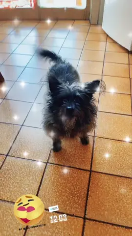 😂😂 #dog #iloveanimals #🥰 #viral #volpino #adorabile