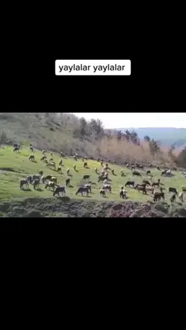 #erzurum #narman#yaylalar #kesfet #beniöneçıkart #baharhavasigibimisss