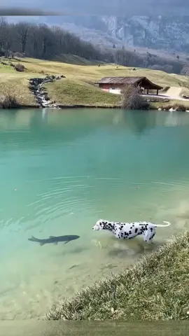 😘😘#dog #pet #petfunny #dogs #dogsofttiktok