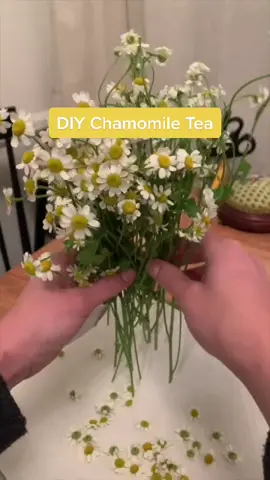 Try making your own chamomile tea :)) #diytea #chamomiletea #cottagecore