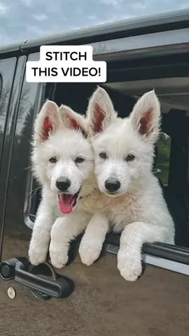 On #NationalPuppyDay we celebrate our 4x4Legged friends who are always up for going anywhere and doing anything. #stitch #stitchvideo #nationalpuppyday #puppyday #happynationalpuppyday #jeep4x4 #jeep