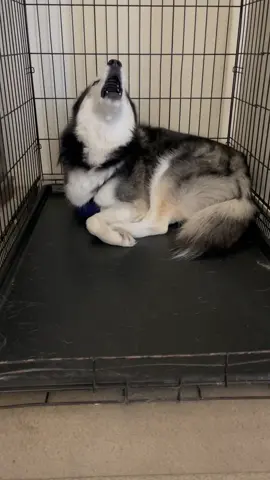 His deep breath before his song. #viral#fyp#haikuthehusky#husky#dog
