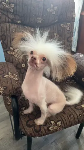 #goodlooking #cowboy #chinesecrested #hairless #hairlesspet #dog #dogsofttiktok #foryoupage #foryou #fyp