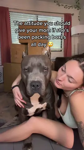 If Diesel has an attitude with you, he will let that be known 🦍😤😂 #dog #funnydog