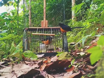 Pikat murai batu kepala putih part ll.