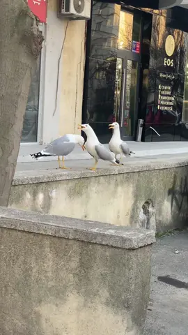 #tiktok #seagull #figh #bird