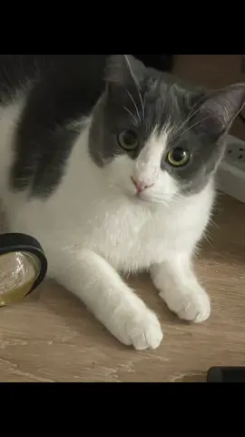 Hahahaha I’m dead 😂 #catsoftiktok #cattok #fyp