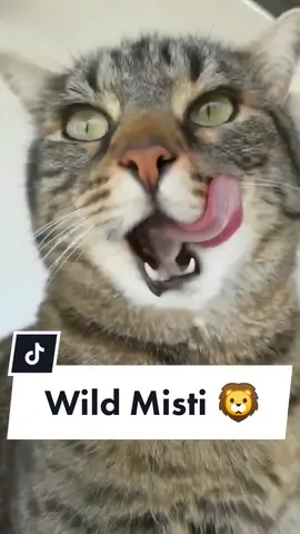 Born to Be Misti 😎😻💟😻💟😎 #catsoftiktok #cat #fyp #viral #Love