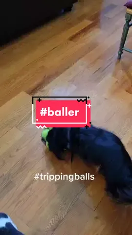 #dogsofttiktok  #baller #dauschundsoftiktok #fyp
